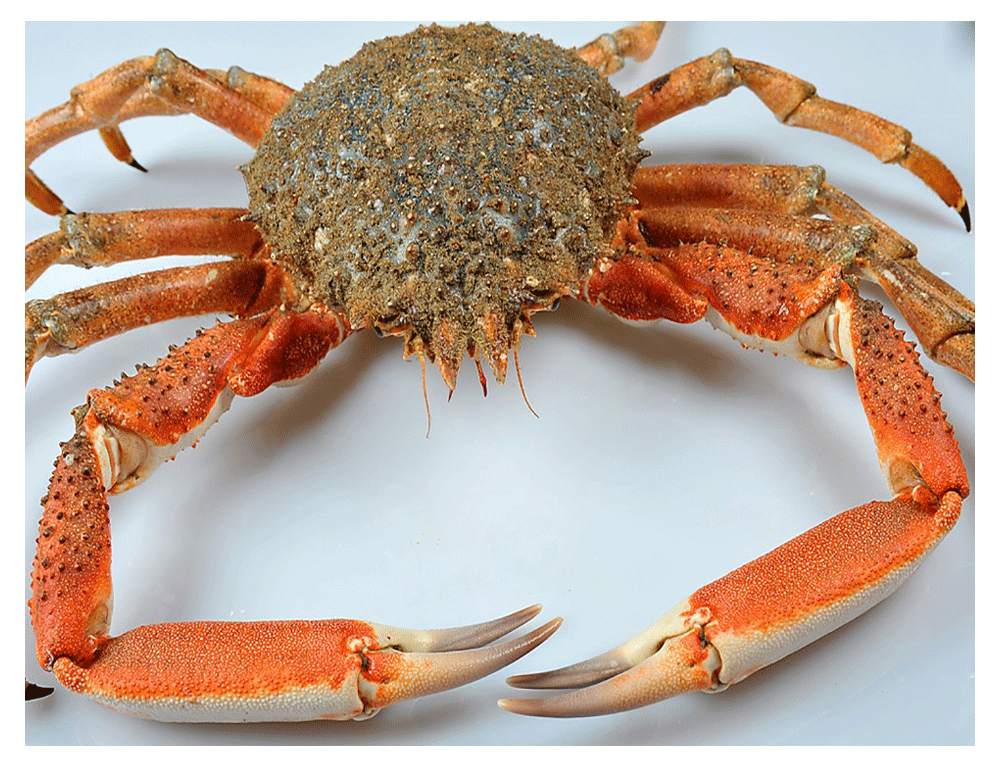 Camittico - Il frutto del mare più buono - Crostacei